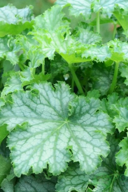 Гейхера гібридна ’Лайм Свізле’|Heuchera hybrida ’Lime Swizzle’|Гейхера гибридная ’Лайм Свизле’